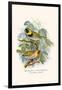 Melodius or Cuba Finch-F.w. Frohawk-Framed Art Print