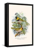 Melodius or Cuba Finch-F.w. Frohawk-Framed Stretched Canvas