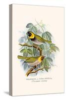 Melodius or Cuba Finch-F.w. Frohawk-Stretched Canvas