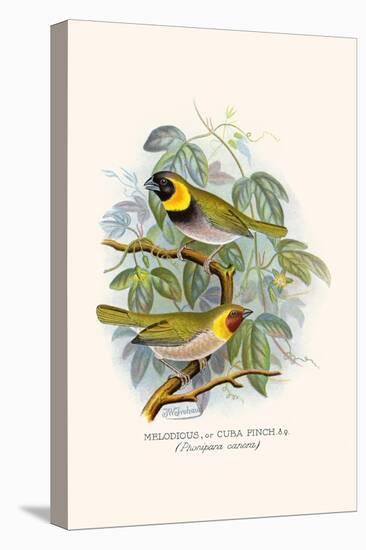 Melodius or Cuba Finch-F.w. Frohawk-Stretched Canvas