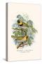 Melodius or Cuba Finch-F.w. Frohawk-Stretched Canvas