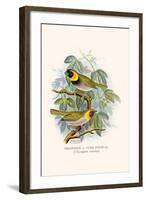 Melodius or Cuba Finch-F.w. Frohawk-Framed Art Print