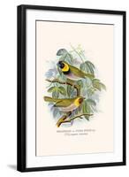 Melodius or Cuba Finch-F.w. Frohawk-Framed Art Print