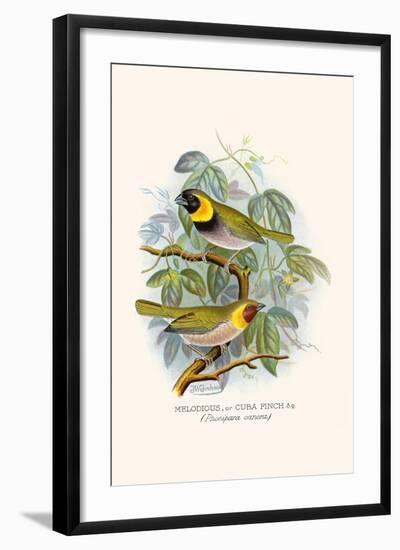 Melodius or Cuba Finch-F.w. Frohawk-Framed Art Print