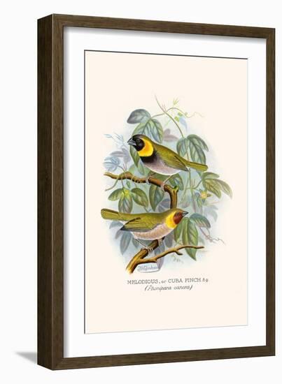 Melodius or Cuba Finch-F.w. Frohawk-Framed Art Print