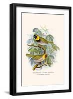 Melodius or Cuba Finch-F.w. Frohawk-Framed Art Print