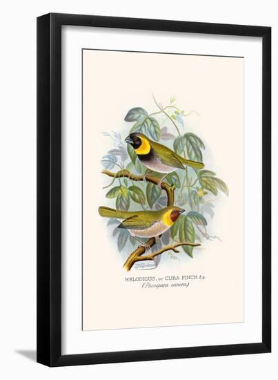 Melodius or Cuba Finch-F.w. Frohawk-Framed Art Print