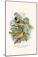 Melodius or Cuba Finch-F.w. Frohawk-Mounted Art Print