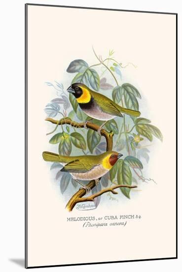 Melodius or Cuba Finch-F.w. Frohawk-Mounted Art Print