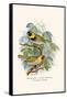 Melodius or Cuba Finch-F.w. Frohawk-Framed Stretched Canvas