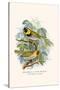 Melodius or Cuba Finch-F.w. Frohawk-Stretched Canvas