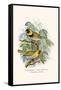 Melodius or Cuba Finch-F.w. Frohawk-Framed Stretched Canvas