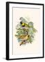 Melodius or Cuba Finch-F.w. Frohawk-Framed Art Print