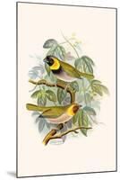 Melodius or Cuba Finch-F.w. Frohawk-Mounted Art Print