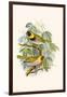 Melodius or Cuba Finch-F.w. Frohawk-Framed Art Print