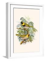 Melodius or Cuba Finch-F.w. Frohawk-Framed Art Print