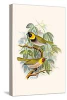 Melodius or Cuba Finch-F.w. Frohawk-Stretched Canvas