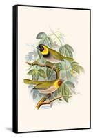 Melodius or Cuba Finch-F.w. Frohawk-Framed Stretched Canvas