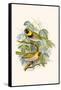 Melodius or Cuba Finch-F.w. Frohawk-Framed Stretched Canvas