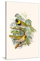 Melodius or Cuba Finch-F.w. Frohawk-Stretched Canvas