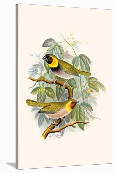 Melodius or Cuba Finch-F.w. Frohawk-Stretched Canvas