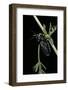 Meloe Proscarabaeus (Black Oil Beetle)-Paul Starosta-Framed Photographic Print