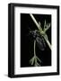 Meloe Proscarabaeus (Black Oil Beetle)-Paul Starosta-Framed Photographic Print