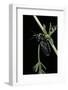 Meloe Proscarabaeus (Black Oil Beetle)-Paul Starosta-Framed Photographic Print