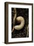 Melolontha Melolontha (Cockchafer, Maybug) - Larva or White Grub in Earth-Paul Starosta-Framed Photographic Print