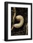 Melolontha Melolontha (Cockchafer, Maybug) - Larva or White Grub in Earth-Paul Starosta-Framed Photographic Print