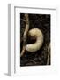 Melolontha Melolontha (Cockchafer, Maybug) - Larva or White Grub in Earth-Paul Starosta-Framed Photographic Print