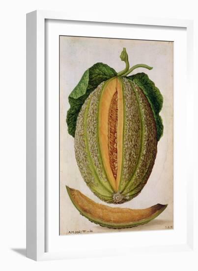 Melon, C.1568-Jacques Le Moyne-Framed Giclee Print