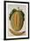 Melon, C.1568-Jacques Le Moyne-Framed Giclee Print