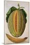 Melon, C.1568-Jacques Le Moyne-Mounted Giclee Print