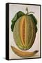 Melon, C.1568-Jacques Le Moyne-Framed Stretched Canvas