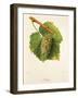 Melon Grape-J. Troncy-Framed Giclee Print