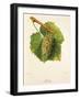 Melon Grape-J. Troncy-Framed Giclee Print