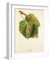 Melon Grape-J. Troncy-Framed Giclee Print