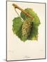 Melon Grape-J. Troncy-Mounted Giclee Print