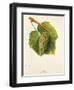 Melon Grape-J. Troncy-Framed Giclee Print