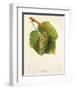 Melon Grape-J. Troncy-Framed Giclee Print