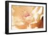 Melon Rose II-Alan Hausenflock-Framed Photographic Print