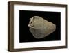 Melongena Patula - Avec Son P?riostracum-Paul Starosta-Framed Photographic Print