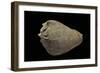 Melongena Patula - Avec Son P?riostracum-Paul Starosta-Framed Photographic Print