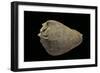 Melongena Patula - Avec Son P?riostracum-Paul Starosta-Framed Photographic Print