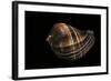 Melongena Patula-Paul Starosta-Framed Photographic Print