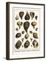 Melongenidae, Voletudae, Thaididae, Cymbiolavespertilio-Albertus Seba-Framed Art Print