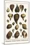 Melongenidae, Voletudae, Thaididae, Cymbiolavespertilio-Albertus Seba-Mounted Art Print