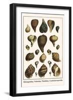 Melongenidae, Voletudae, Thaididae, Cymbiolavespertilio-Albertus Seba-Framed Art Print