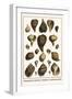 Melongenidae, Voletudae, Thaididae, Cymbiolavespertilio-Albertus Seba-Framed Art Print